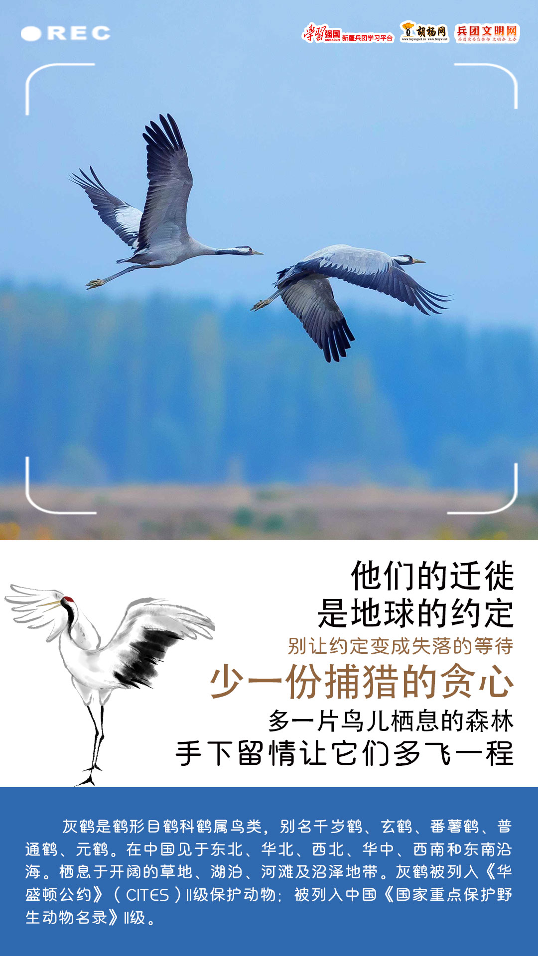 海报丨保护鸟类，保护自然之美