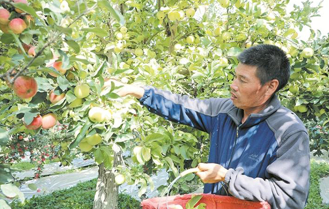 这里的苹果缘何“走红”