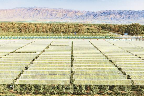 “小果果”如何变身“金果果”？——探寻兵团特色林果业增值密码