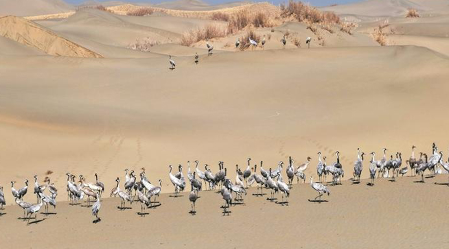 绿“锁”沙海育新机