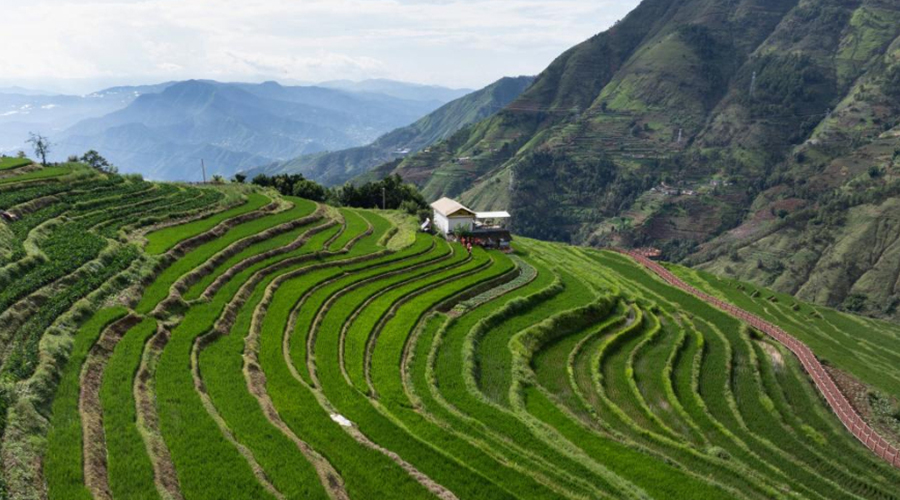 14297.5亿斤！沃野良田筑牢“丰收密码”