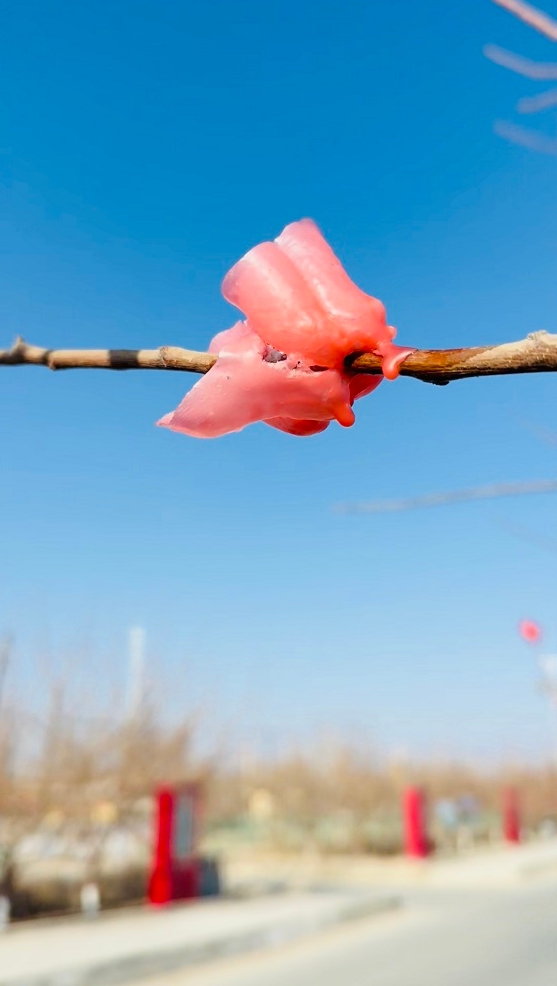 用红烛捏制的腊梅,栩栩如生。万凌 包伟 摄.jpg 用红烛捏制的腊梅,栩栩如生。万凌 包伟 摄.jpg