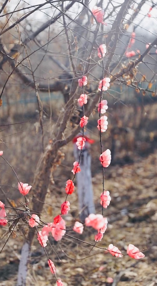 满枝“腊梅”，一幅春意盎然的景象。万凌  包伟 摄.jpg