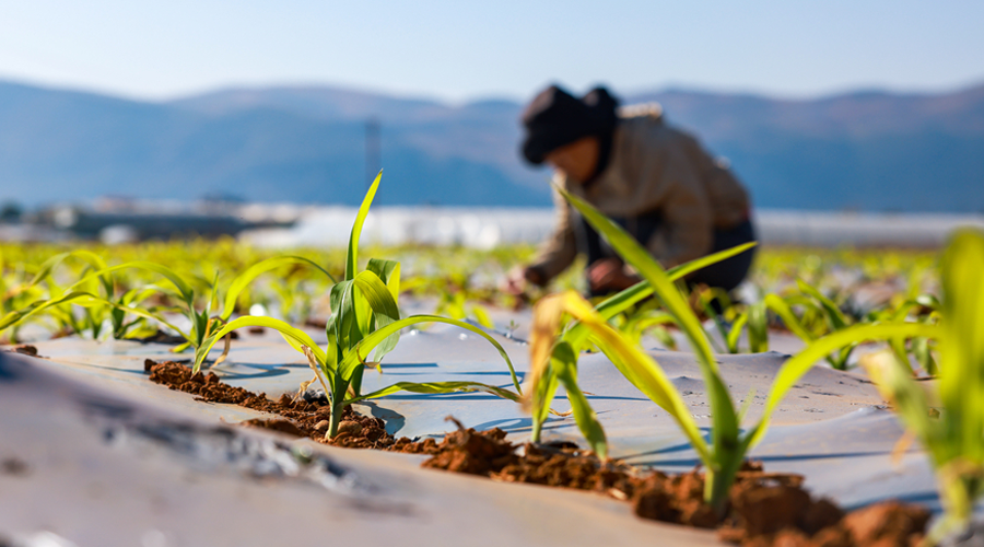 人勤春早 不负春光——立春时节农耕一线见闻