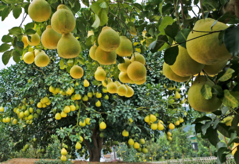 品出乡村特色产业的“新味”