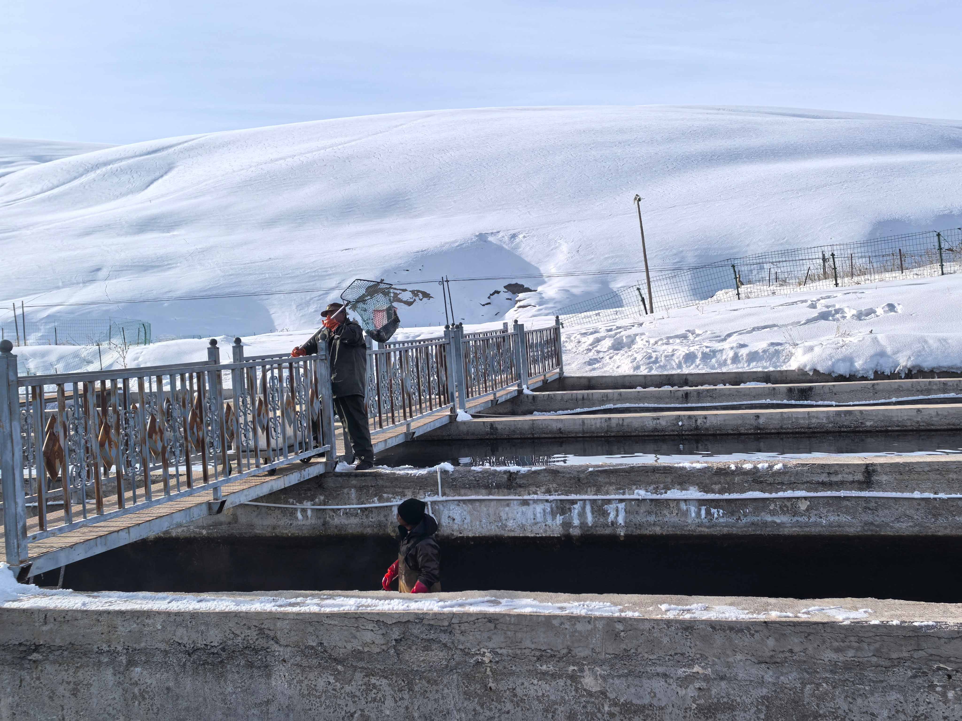 2月3日，养殖基地工人正在打捞鱼类。胡杨网记者 李雨浪 摄.jpg