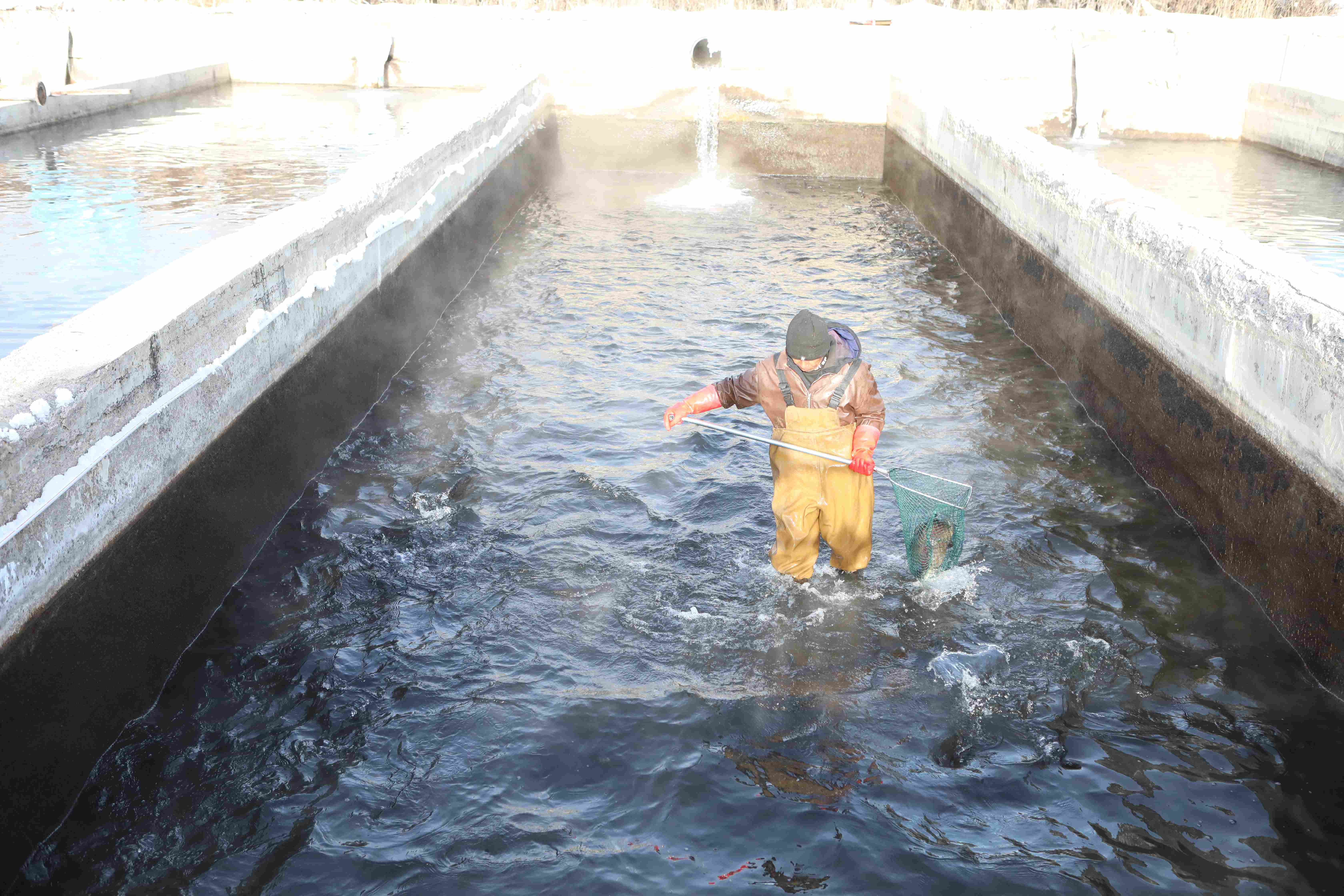 2月3日，工人正在打捞订单所需的鱼。胡杨网记者 李雨浪 摄.jpg
