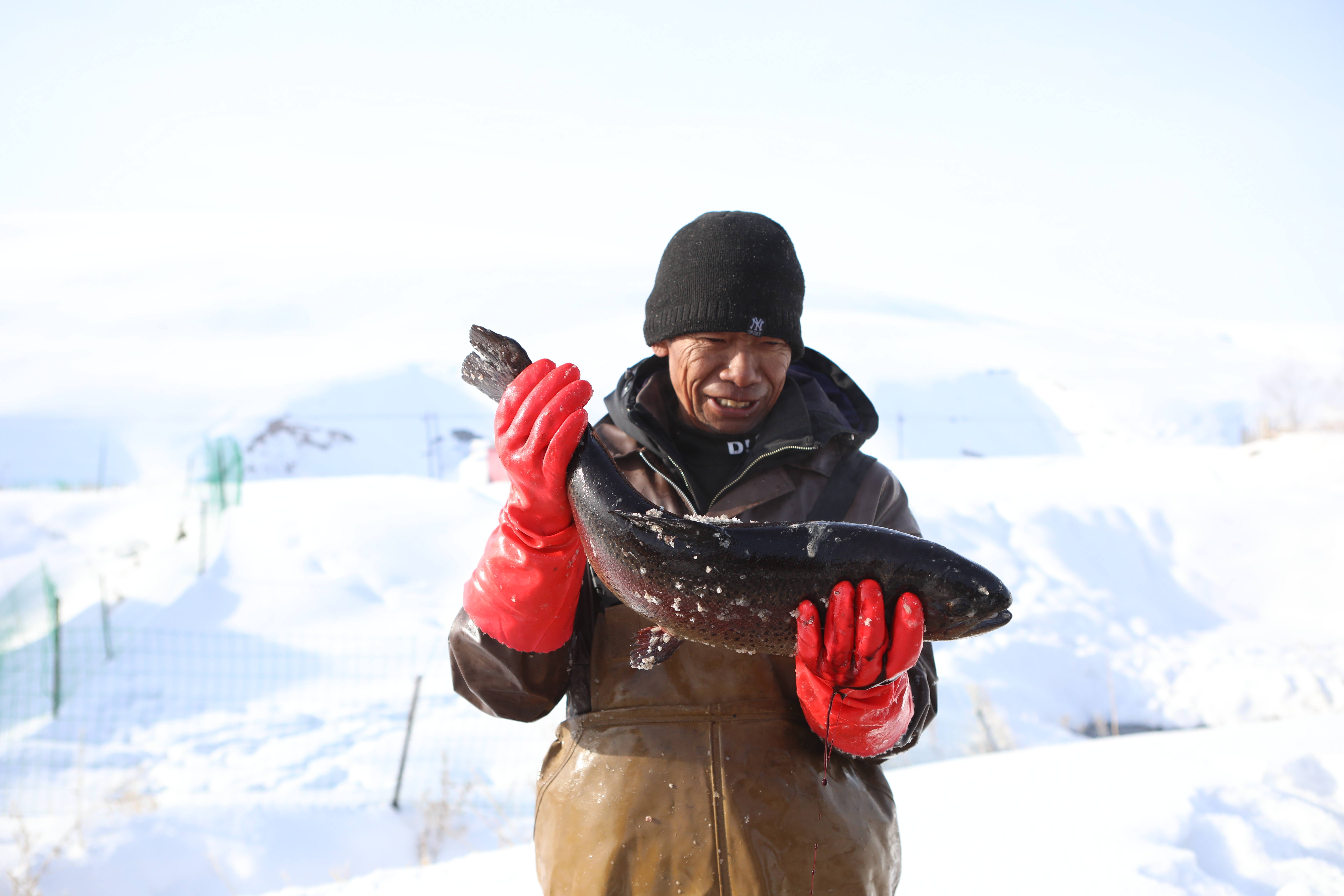 冷水鱼养殖基地准备打包发货的鱼。胡杨网记者 李雨浪 摄.jpg