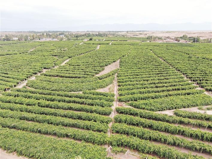 不断巩固拓展经济稳中向好势头丨一串葡萄的甜蜜之旅