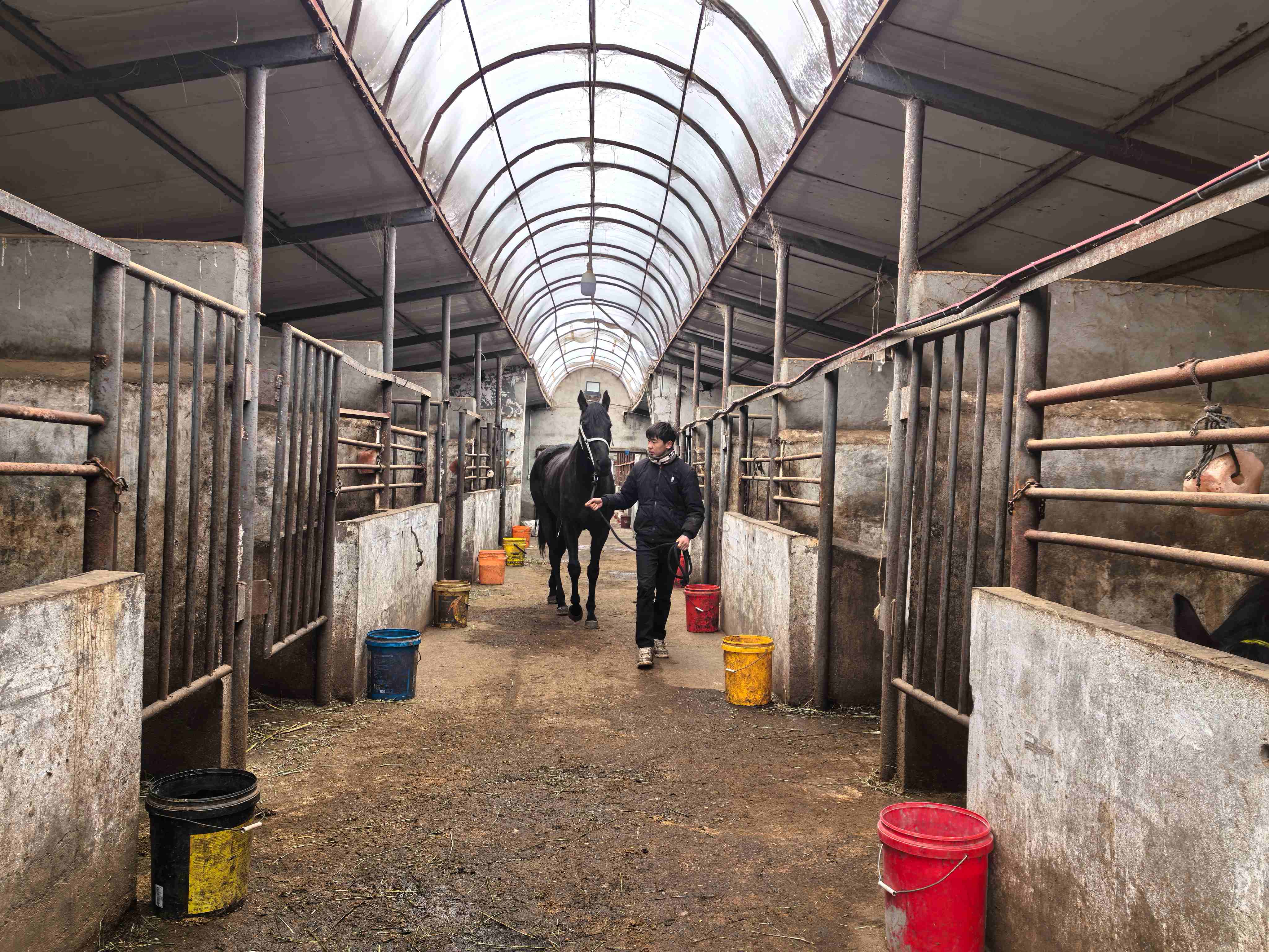 工作人员正要将马匹牵出马圈。胡杨网记者 李雨浪 摄.jpg