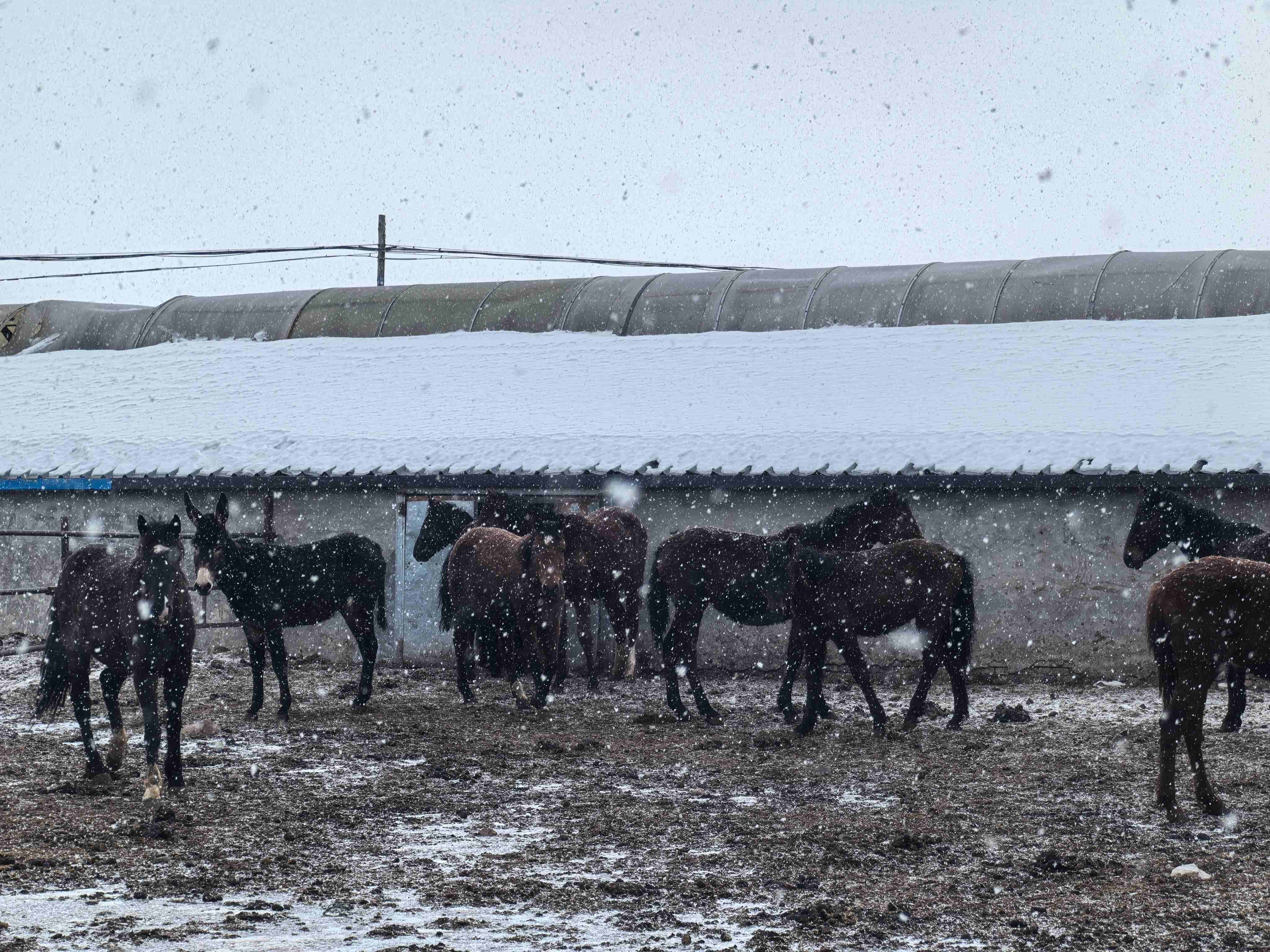 雪中骏马。胡杨网记者 李雨浪 摄.jpg