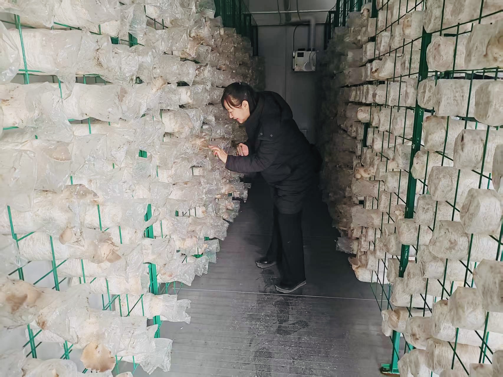 新春走基层期间，胡杨网李萍来到南疆能源（集团）有限责任公司子公司新疆国恒新能源有限责任公司采访，图为李萍在“南能智慧菌菇方舱”内看蘑菇的生长情况。冯俊 摄.jpg