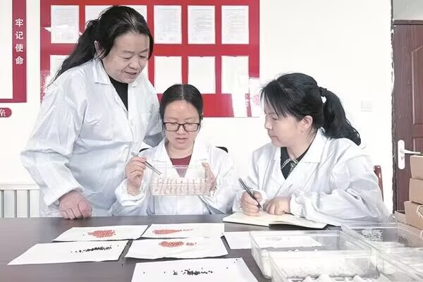 把青春挥洒在广袤田野上——记四师七十七团农业和林业草原中心高级农艺师张芳