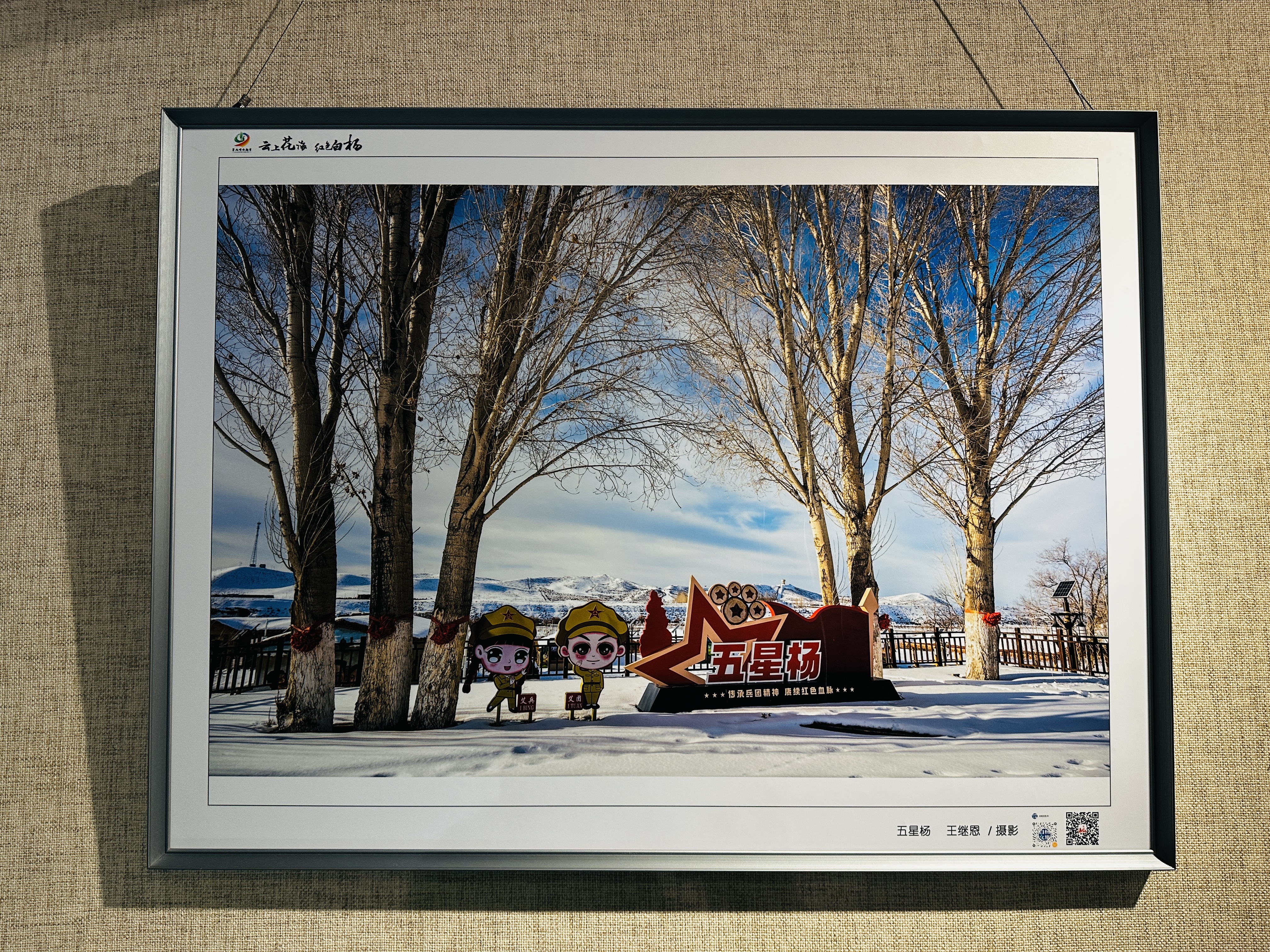 展出的摄影作品《五星杨》。李萍 摄.jpg