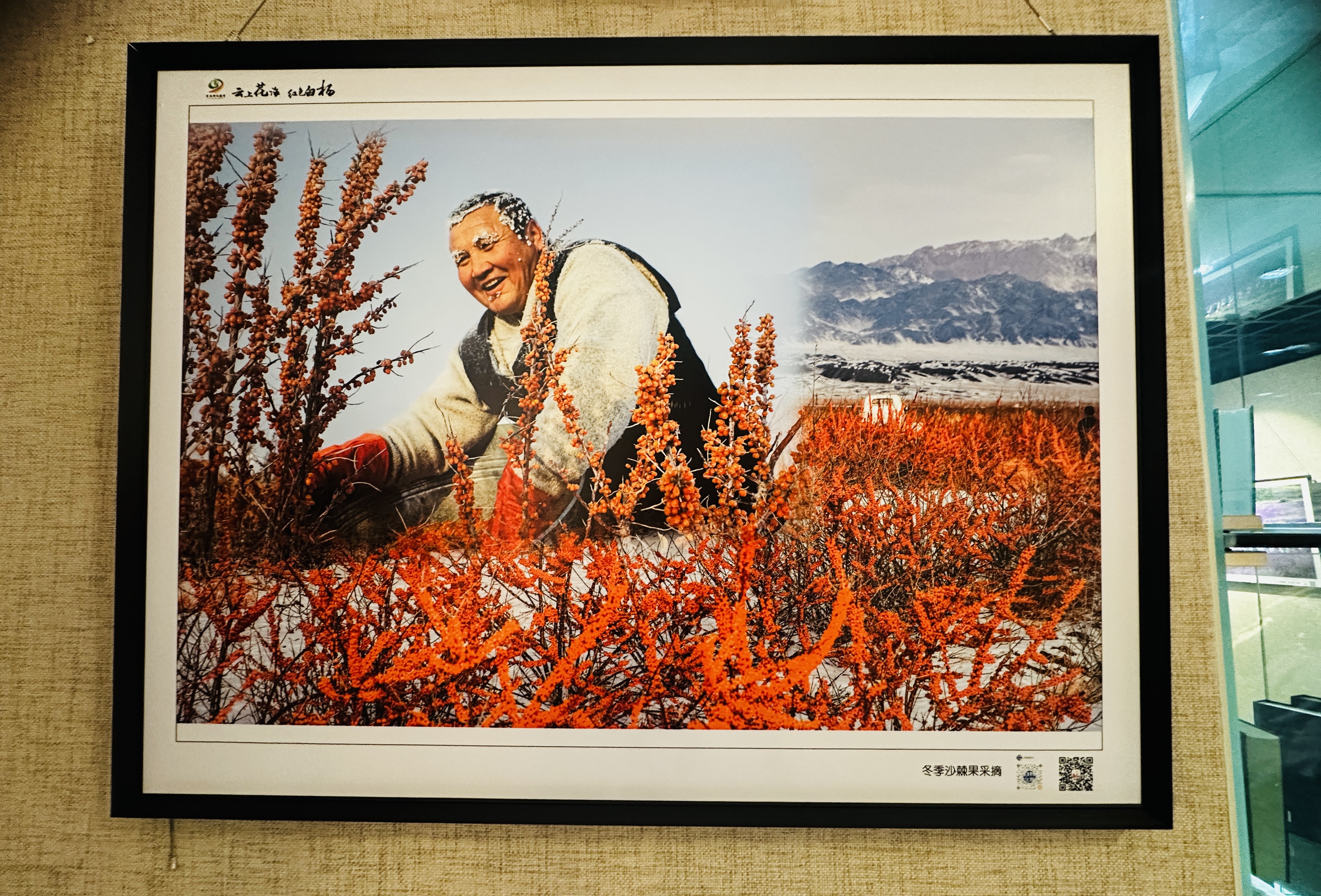 展出的摄影作品《冬季沙棘果采摘》。李萍 摄.jpg