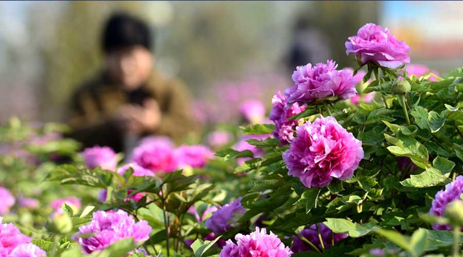 清明时节 不负花期