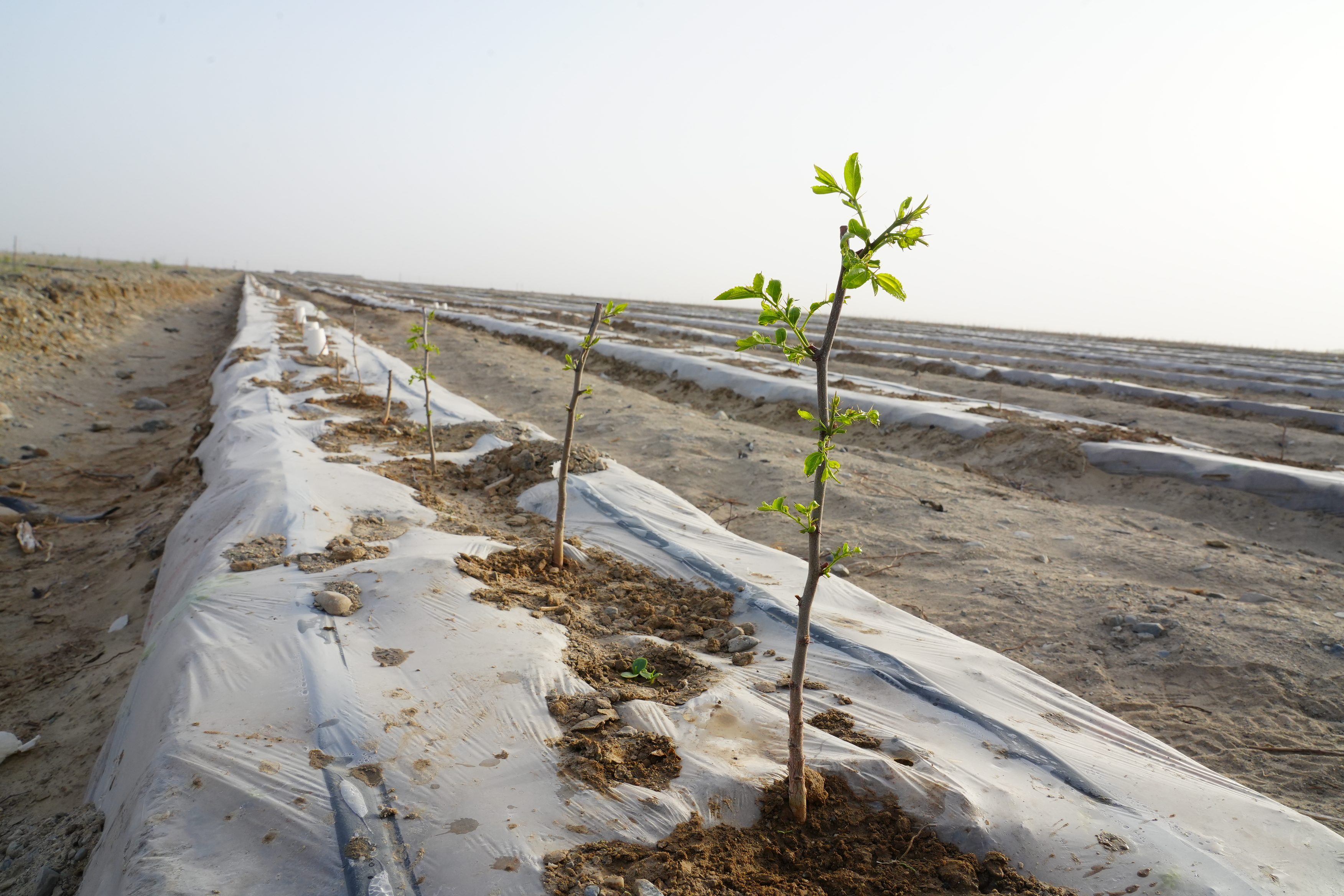 酸枣树长出绿芽。严莉 摄.jpg