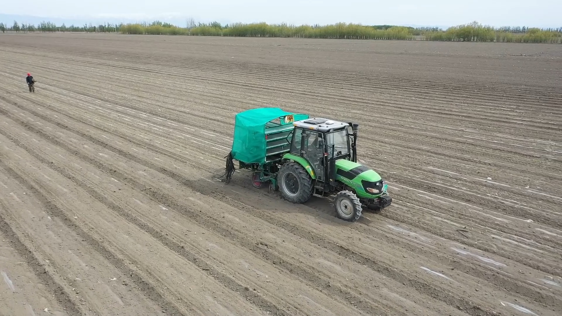 九师团结农场 6000 余亩酱用番茄移栽工作全面启动（赵倩摄）.jpg