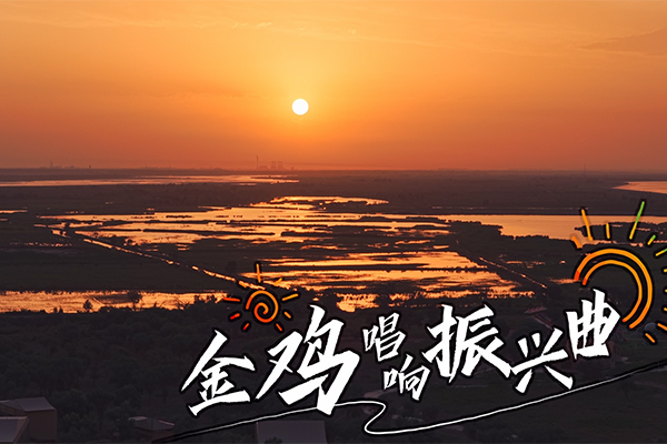 优秀党员教育电视片展播丨《金鸡唱响振兴曲》