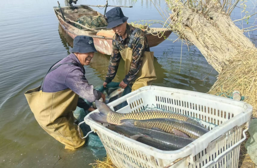 农户在鱼塘捕鱼场景。受访者供图