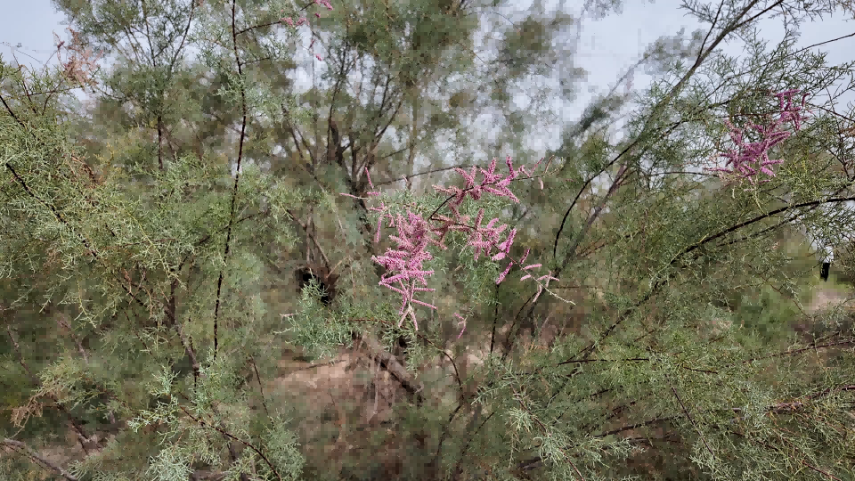 连片红柳在荒漠戈壁绽放粉红花穗，红柳是防风固沙主力树种，也为林下中药材种植提供良好生长环境。.png