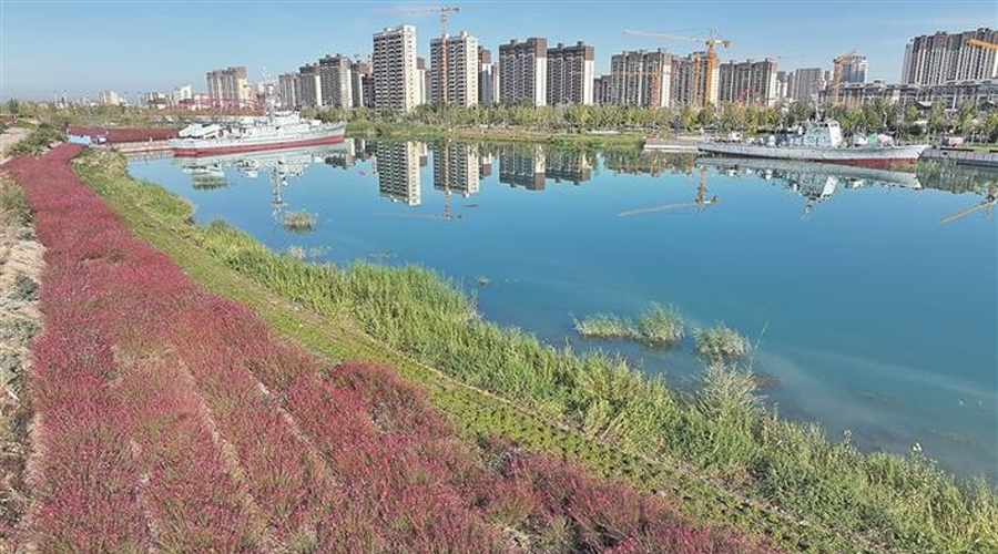 八师石河子市：千鸟花秋日盛放