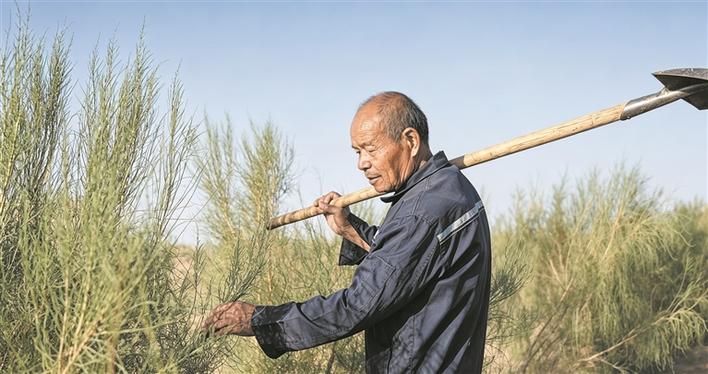 新时代兵团榜样丨沙海护绿人