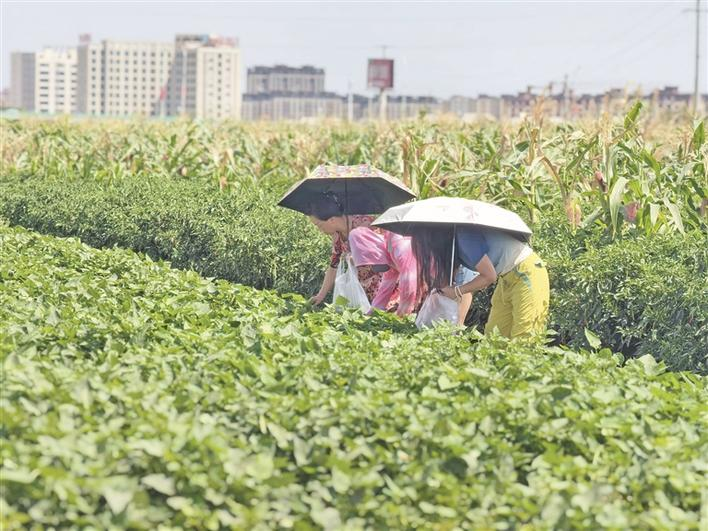 9月1日，十二师三坪农场三连坪园小草莓合作社采摘园内，游客在体验采摘乐趣。近年来，三坪农场推动农文旅深度融合，构建起“农耕体验+文化展示+休闲娱乐+产业带动”的绿色发展新格局。兵团日报常驻记者 冯晓玲 摄